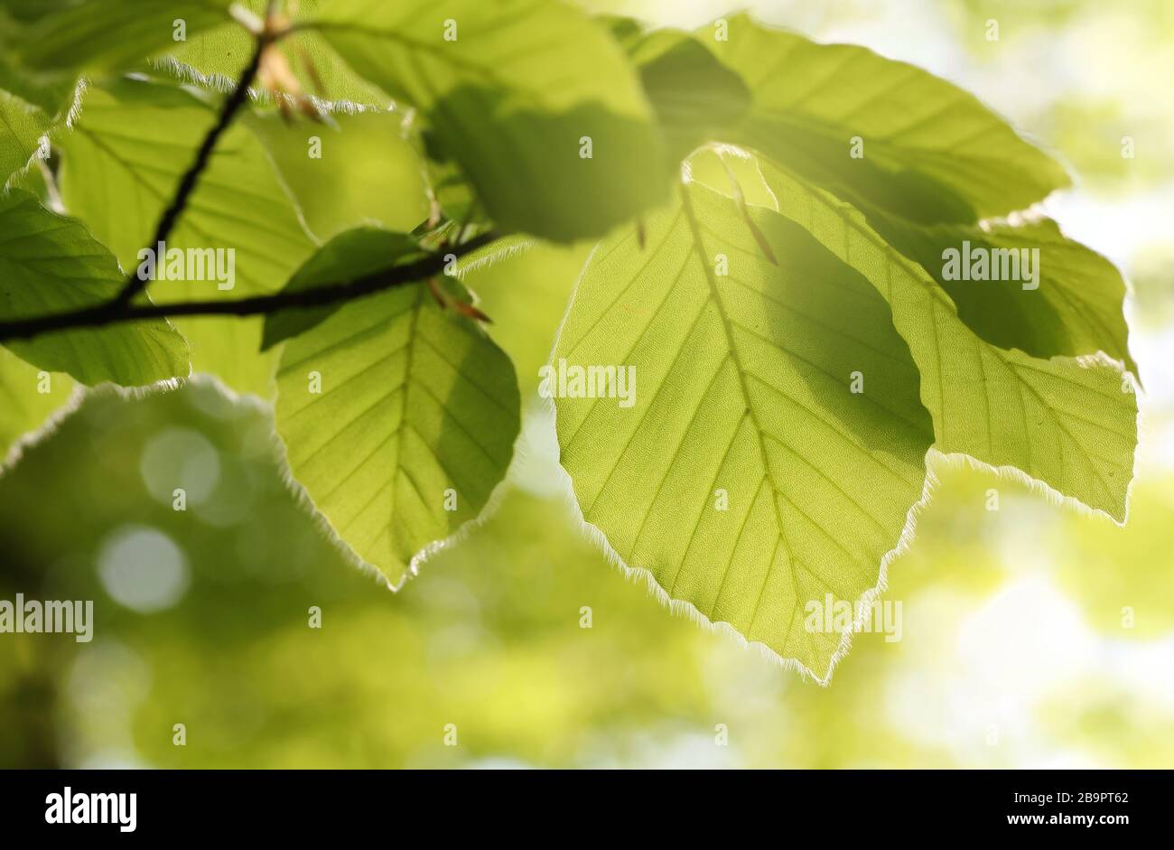 Buchenblätter in der Frühlingssonne, lüneburgische Heide, Deutschland. Foto mit Hintergrundbeleuchtung Stockfoto