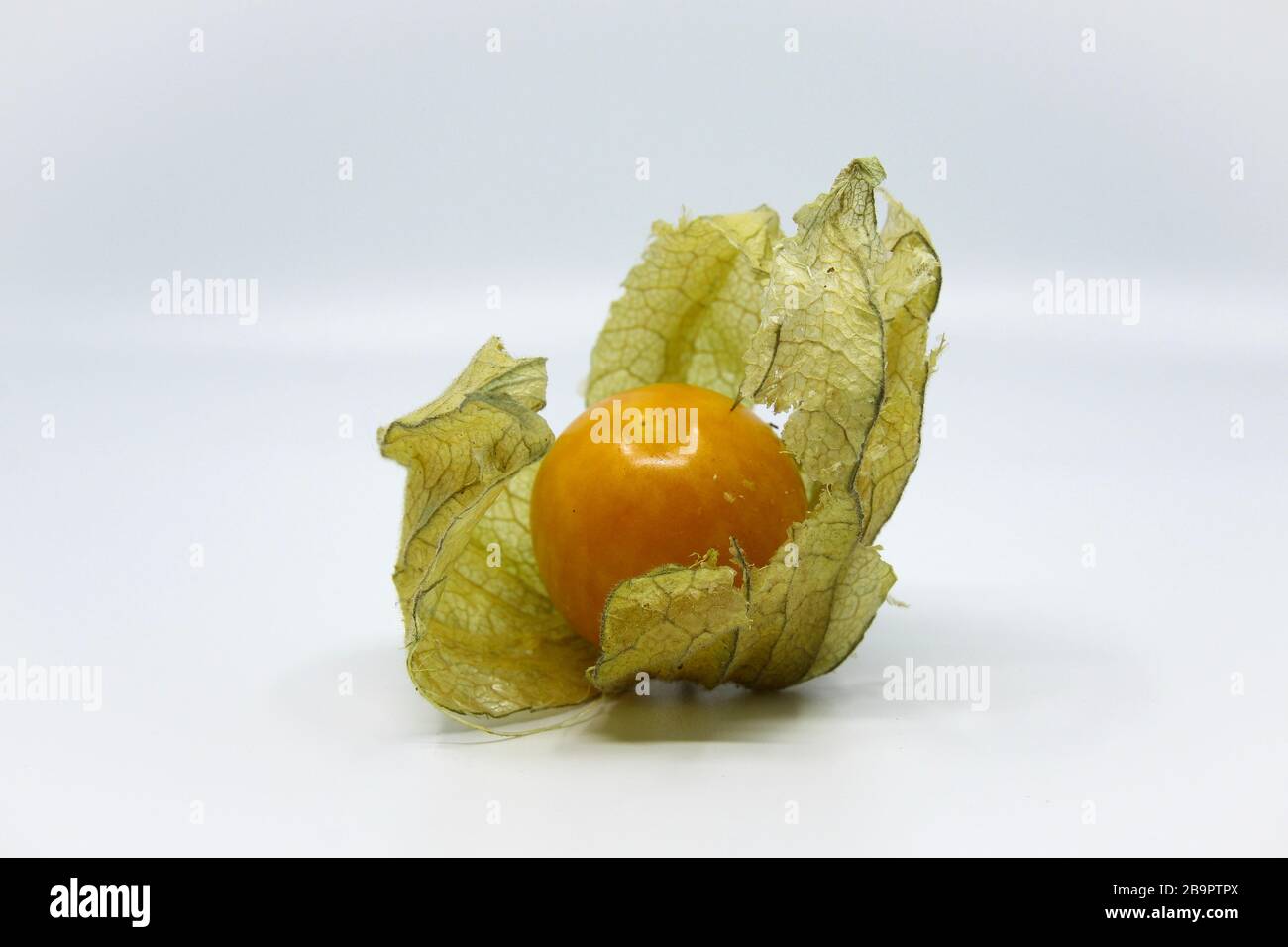 Physalis, Frucht im Darm, Schale. Reife Früchte mit schönen, satten Farben. Stockfoto