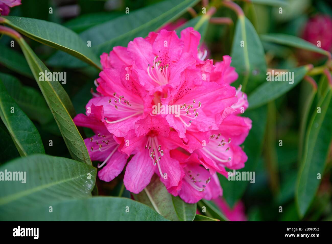 Rhodendron Germania. Rhodendron-Hybridblume. Invasive Arten für Großbritannien Stockfoto