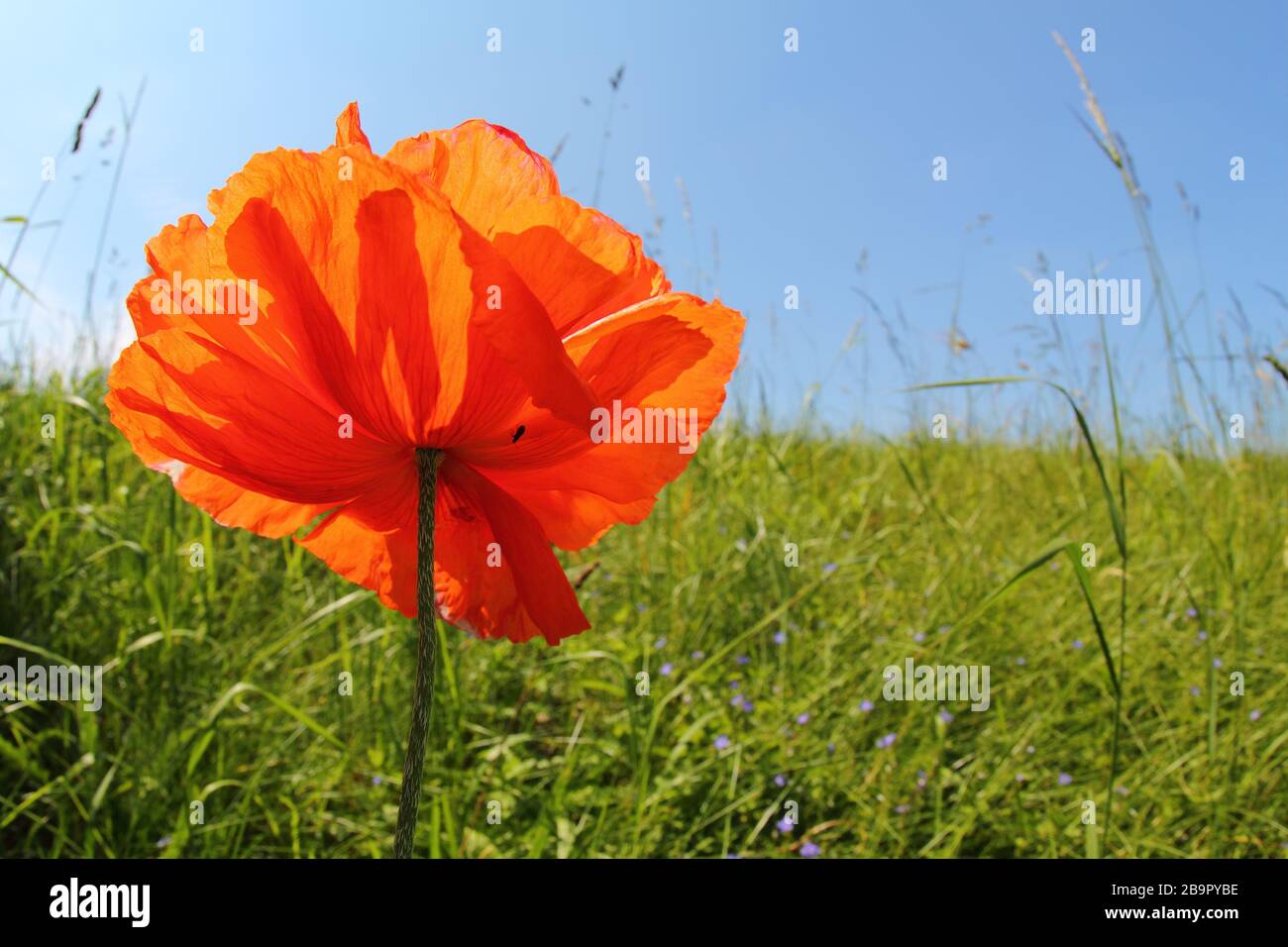 Wunderbarer Mohn auf einer Wiese, in der lüneburgischen Heide, Deutschland. Foto Mit Hintergrundbeleuchtung Stockfoto