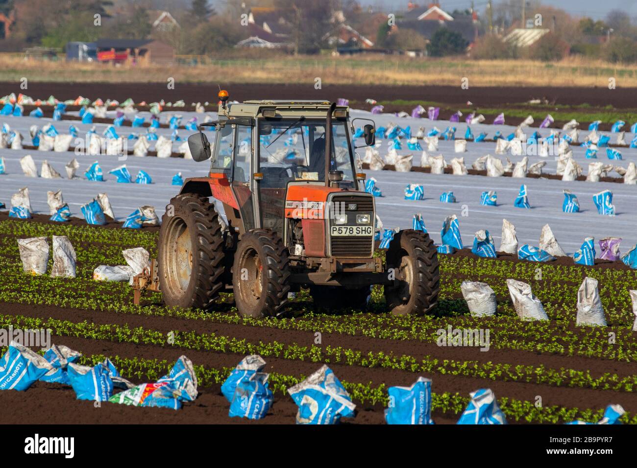 Pflanzen kommerzieller Salatpflanzen von Eisbergsalat in 'The Salad Bowl of Lancashire', einer sehr fruchtbaren Region. Das Gebiet ist ein großer Arbeitgeber von Wanderarbeitern aus der EU. In diesem Jahr nach dem Brexit erwarten die Bauern in diesem Sommer einen Mangel an temporären landwirtschaftlichen Einwanderern, um bei der Gemüseernte zu helfen. Stockfoto