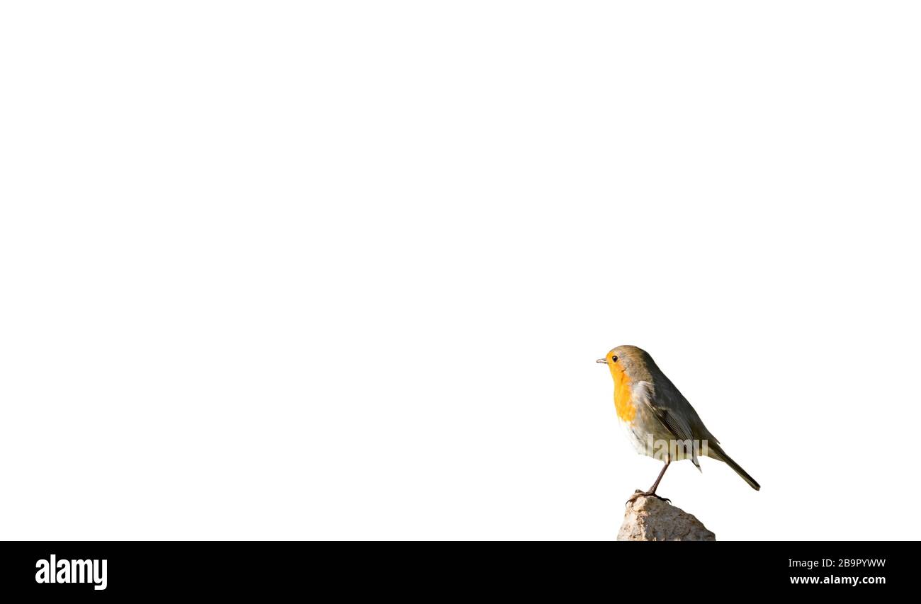 Robin, Erithacus rubecula Vogel über dem Stein auf Weiß Stockfoto