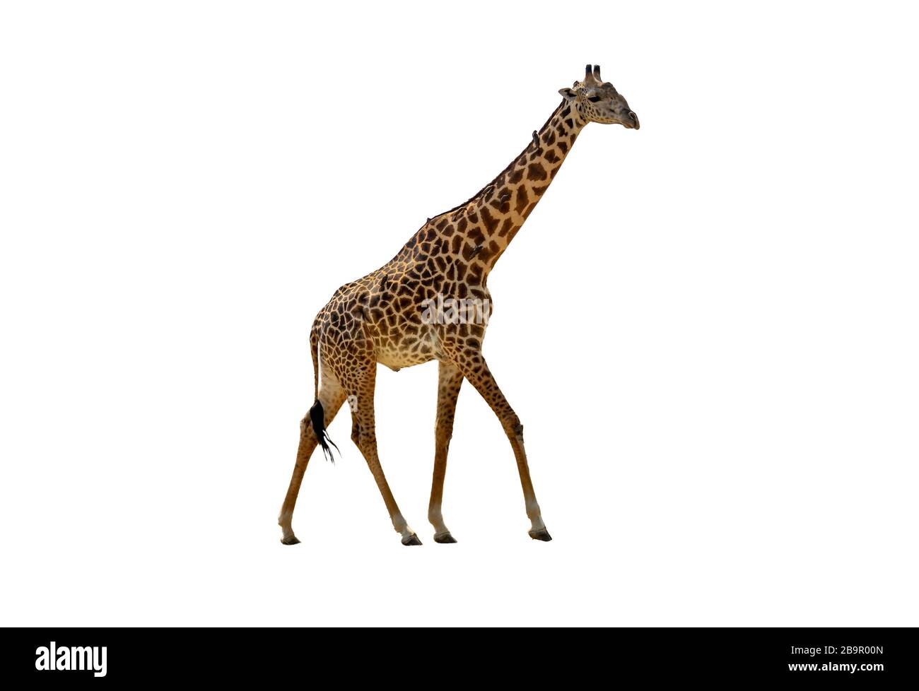 Profilansicht der Giraffe, die über weiß geht Stockfoto