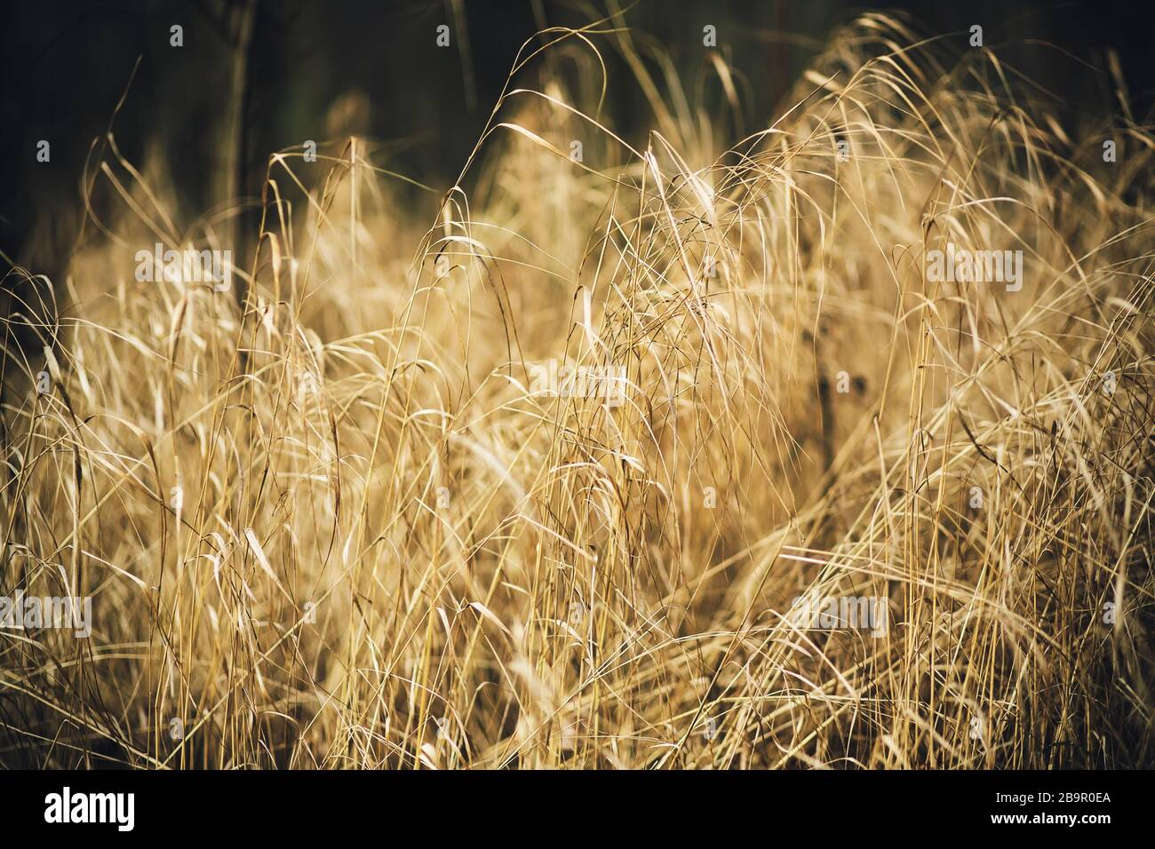 Goldenes Trockenrasen an dünnen Stielen wächst im Zwielicht luxuriös. Stockfoto