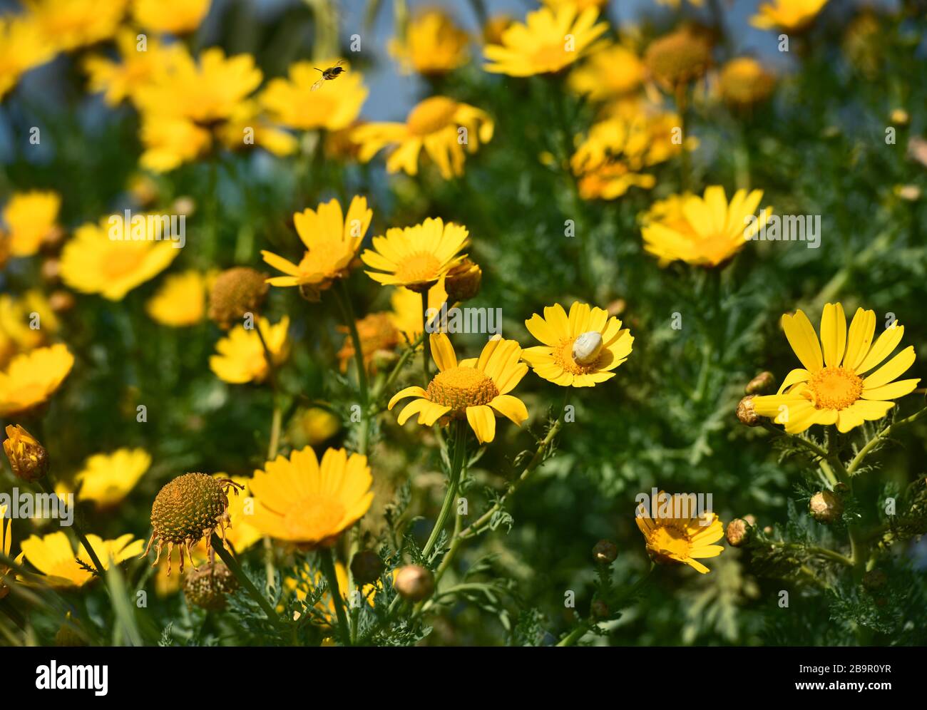 Blütenfelder. Kronenblüte (Garland, Chop Suey Greens, maltesischer Name lellux) blüht auf Malta. Februar Blüte in Malta. Natur Hintergrund. Stockfoto