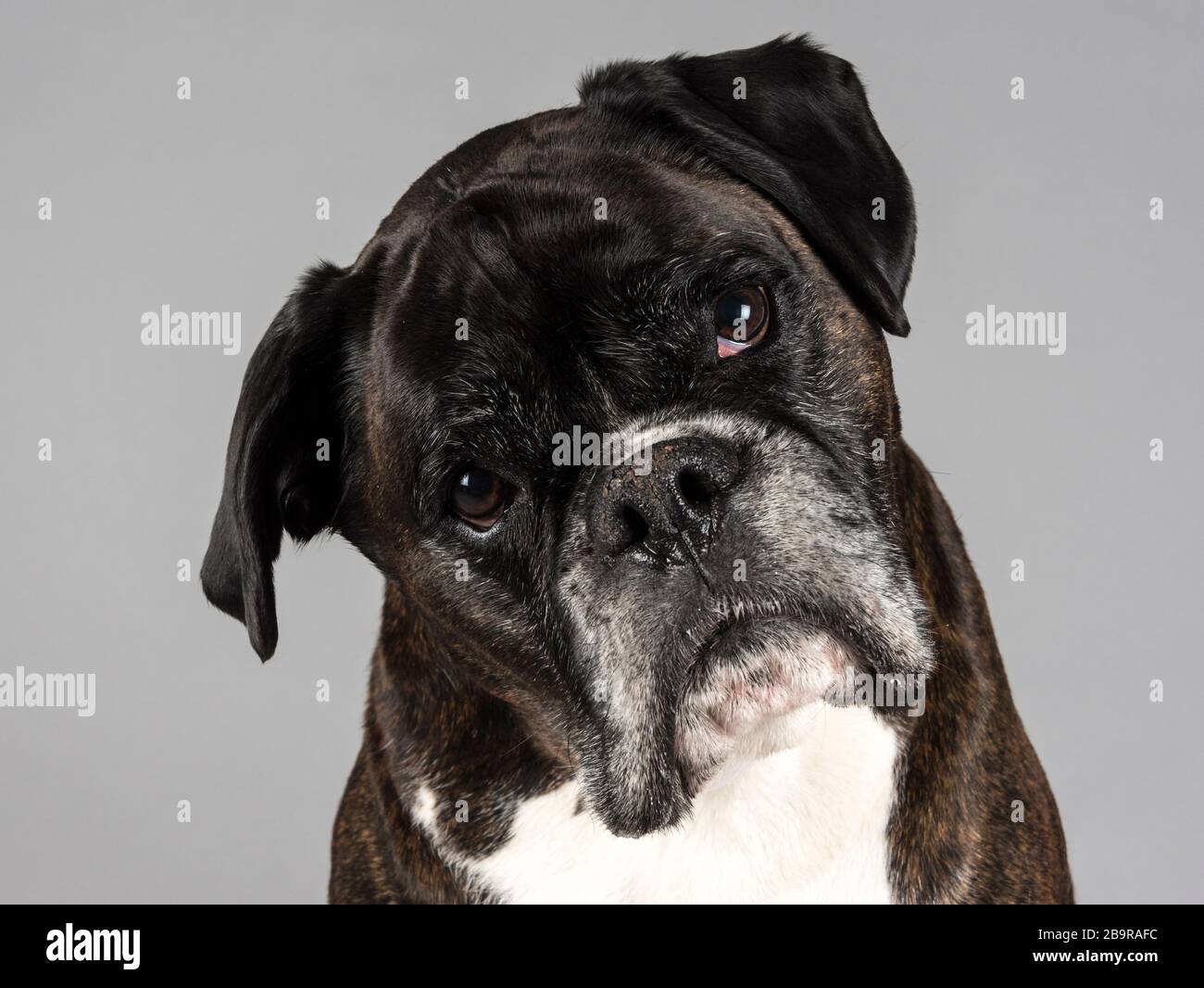 Boxerhund, 8 Jahre alt, Großbritannien. Stockfoto