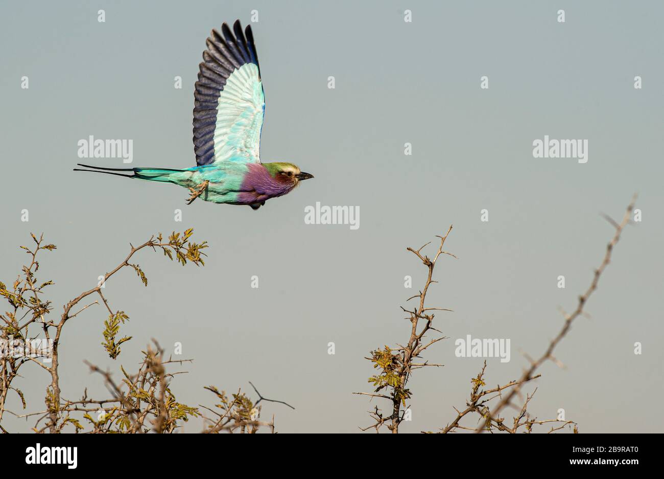 Lilac breasted roller Stockfoto