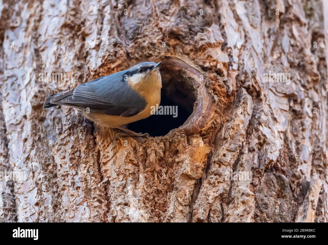 Eurasisches Nuthatch (Sitta europaea) an der Seite von Nistloch, tierisch wild Stockfoto