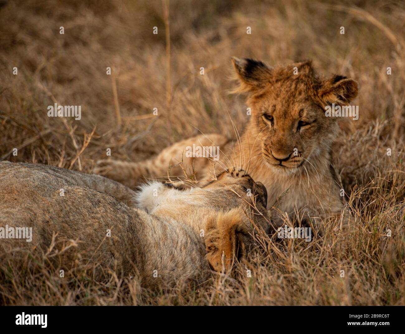 Afrikanischer Löwe Stockfoto