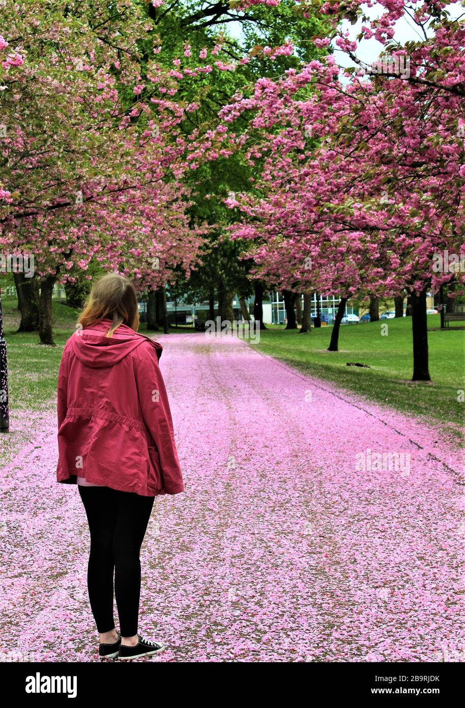 Noch in einem Waldweg stehend Stockfoto