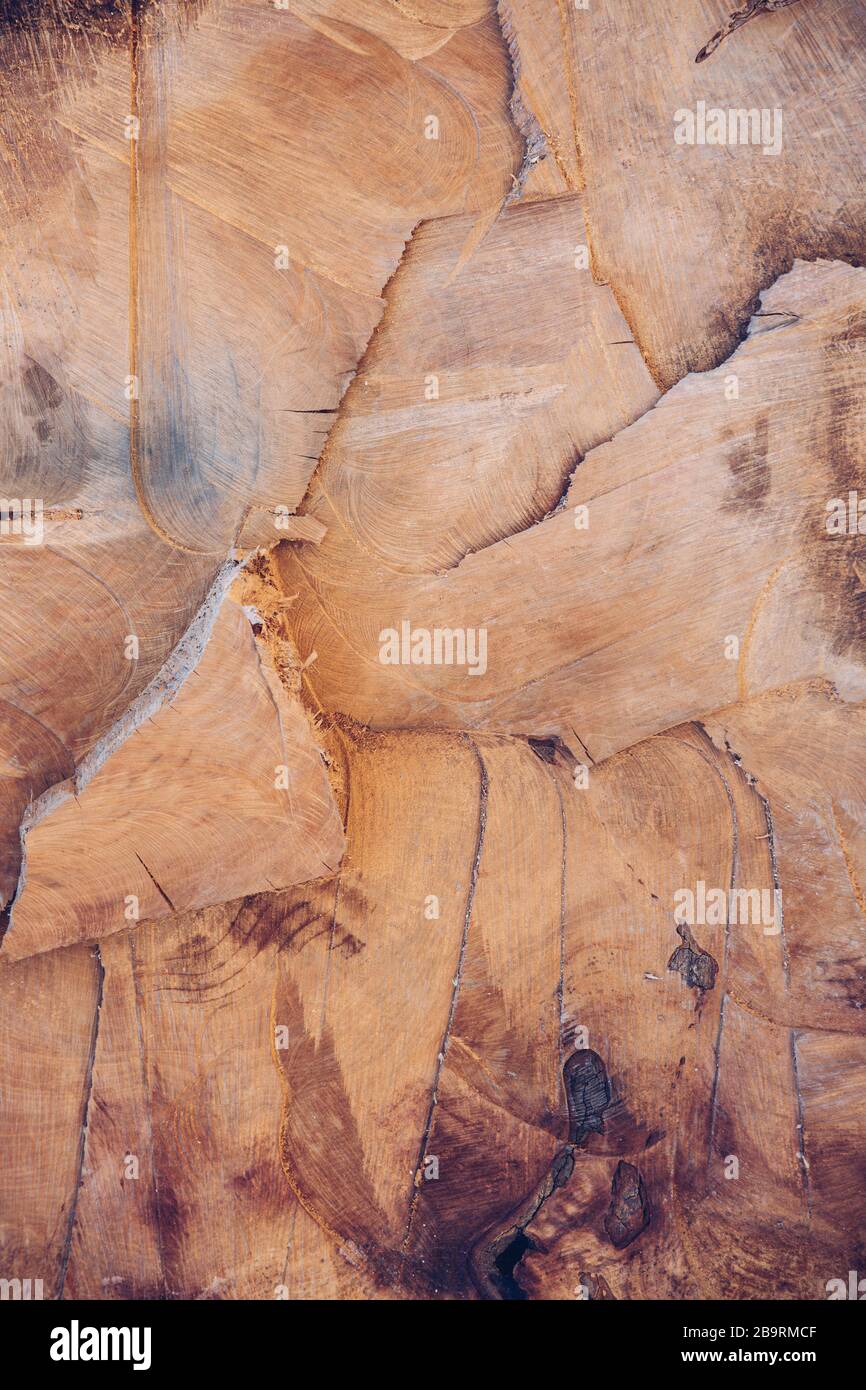 Vertikaler Holzhintergrund - Schnittbaum Stamm Nahaufnahme Stockfoto