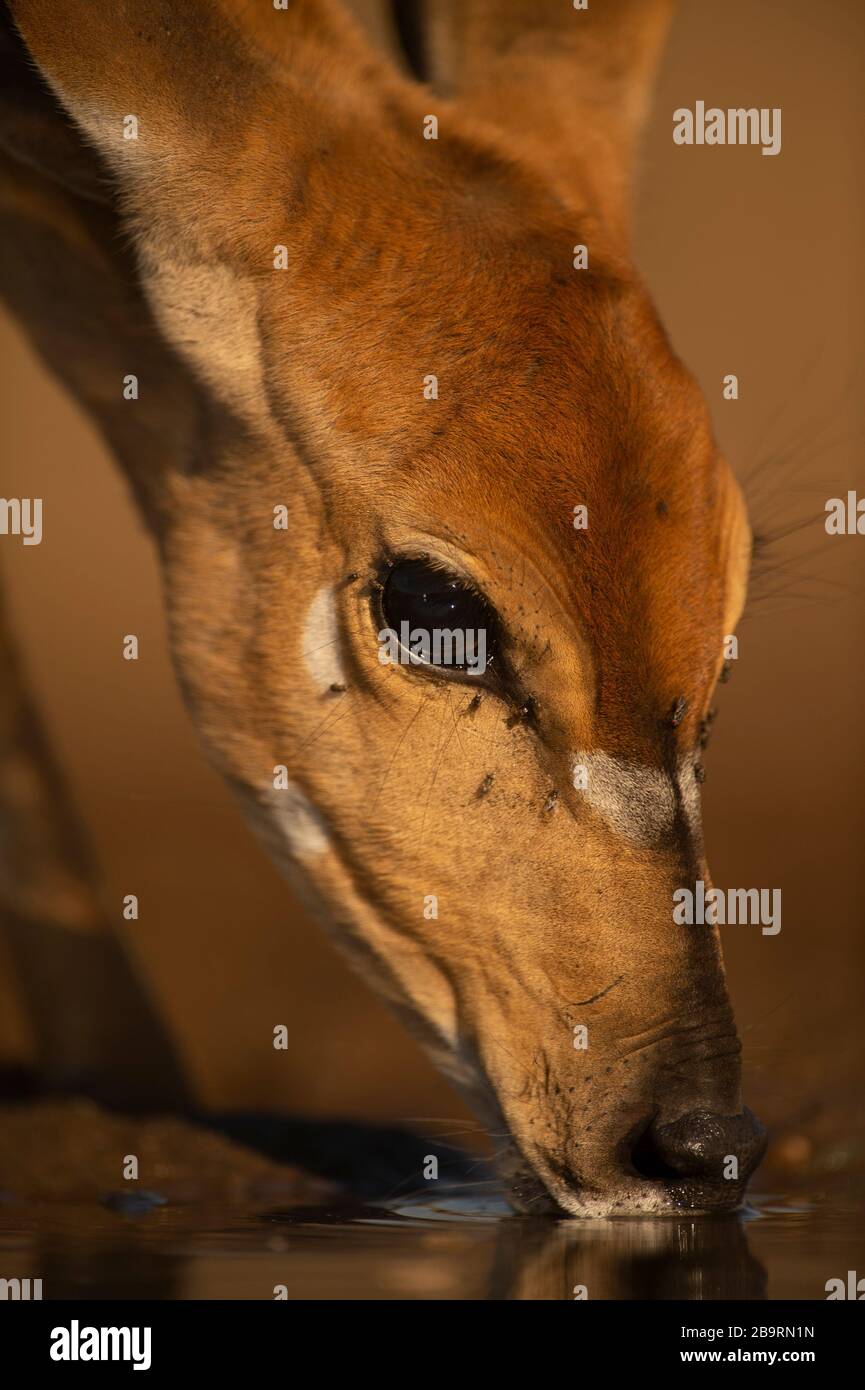 Nyala Stockfoto