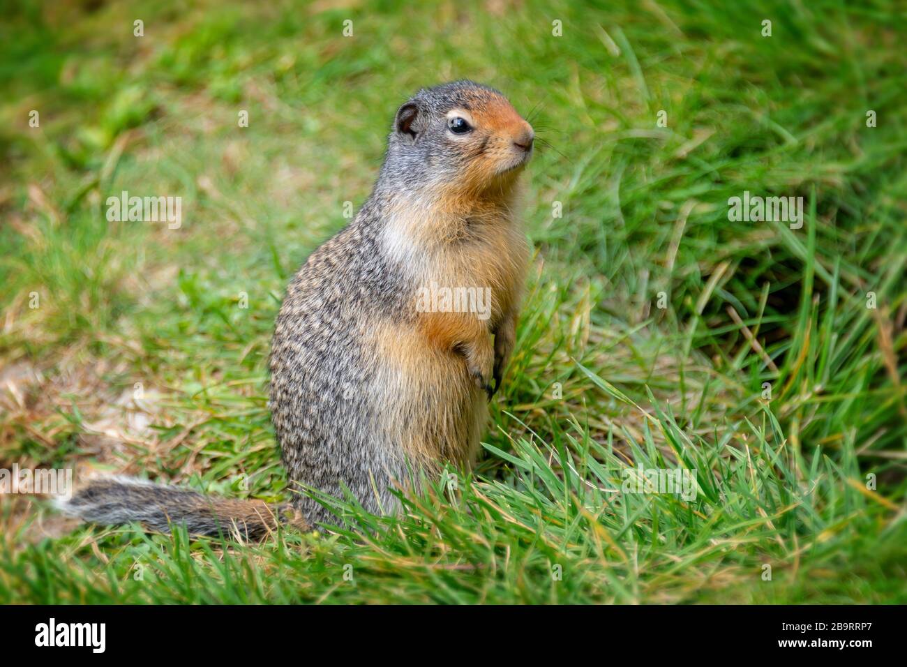 Nahaufnahme eines kolumbischen Bodenhörnchens, das im Gras aufsteht Stockfoto