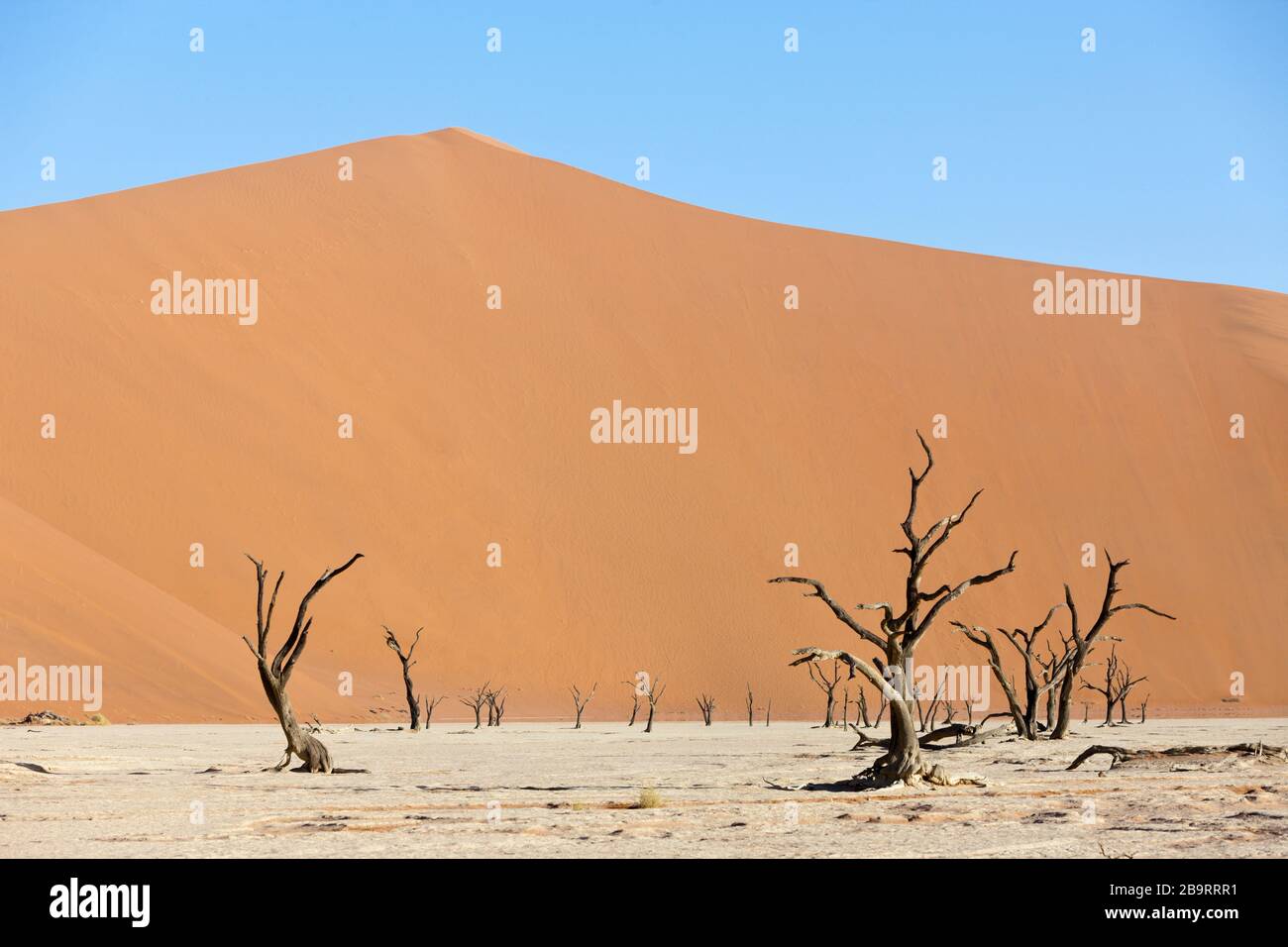 Tote Akazienbäume in Deadvlei Pan, Namib Naukluft Park, Namibia Stockfoto