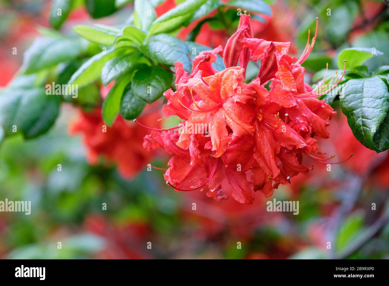 Rhodendron "Knap Hill" rot. Laub Azalea Knaphill Rot oder Rhodendron 'KnapHill' Rot Blumen im Frühjahr Stockfoto