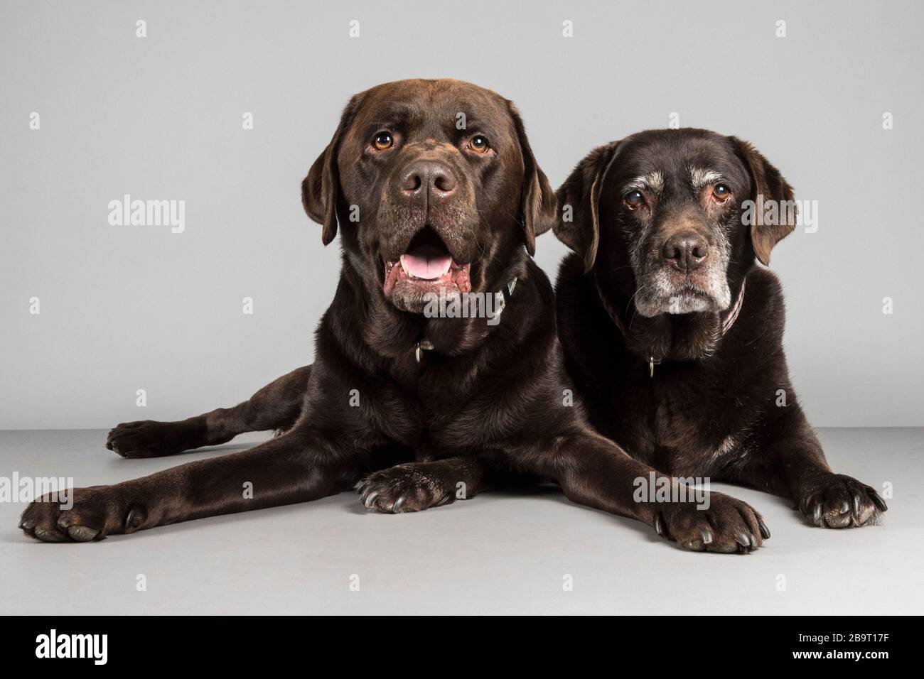 Hunde Schokolade Stockfotos Und Bilder Kaufen Alamy