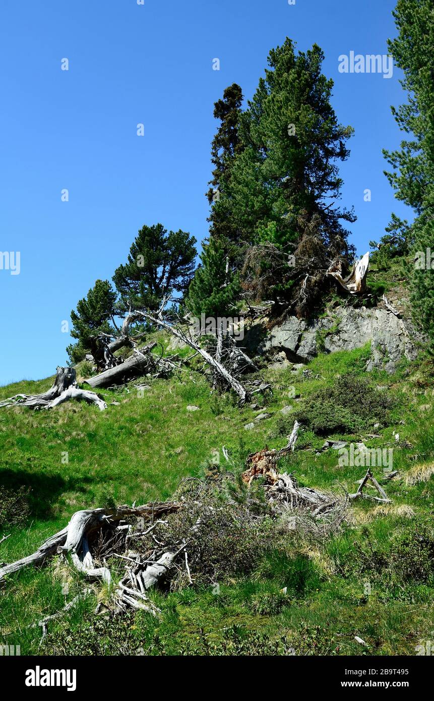 Österreich, Tyrol, Wald mit Nadelbäumen und Baumstümpfen Stockfoto