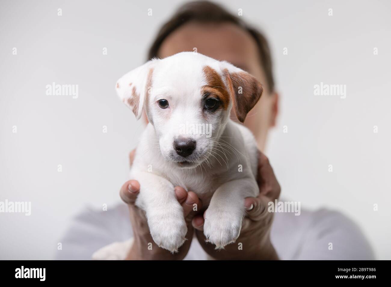 Mann hält kleinen Terrier-Welpen im Studio in den Händen Stockfoto