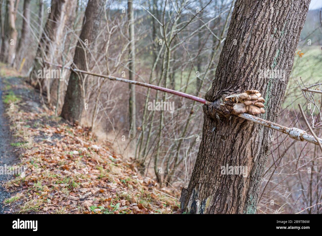 Baum wächst um Geländer, Mühlwand, Sachsen, Deutschland Stockfoto