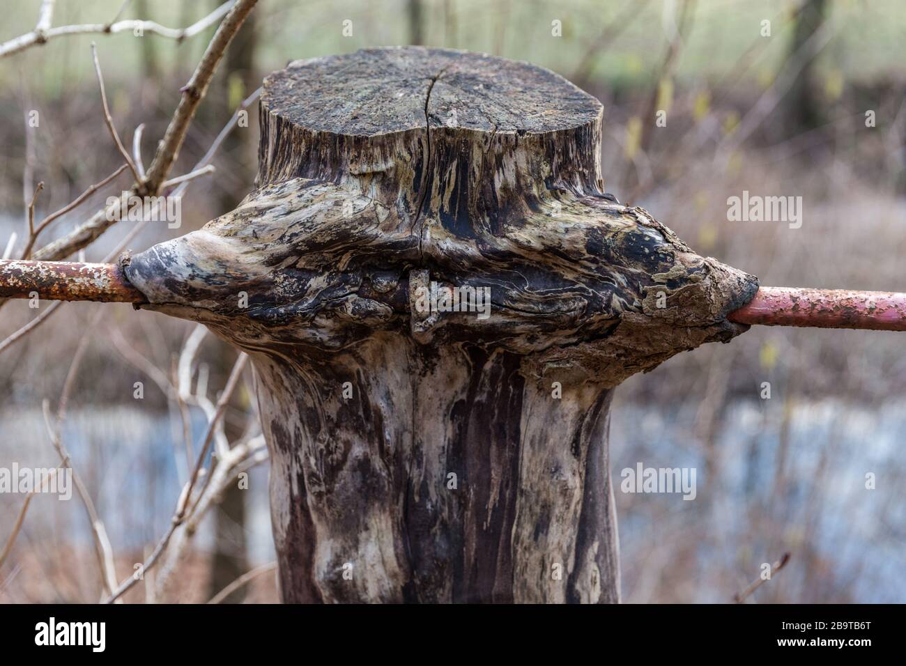 Baum wächst um Geländer, Mühlwand, Sachsen, Deutschland Stockfoto