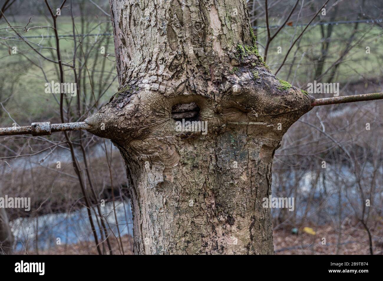 Baum wächst um Geländer, Mühlwand, Sachsen, Deutschland Stockfoto