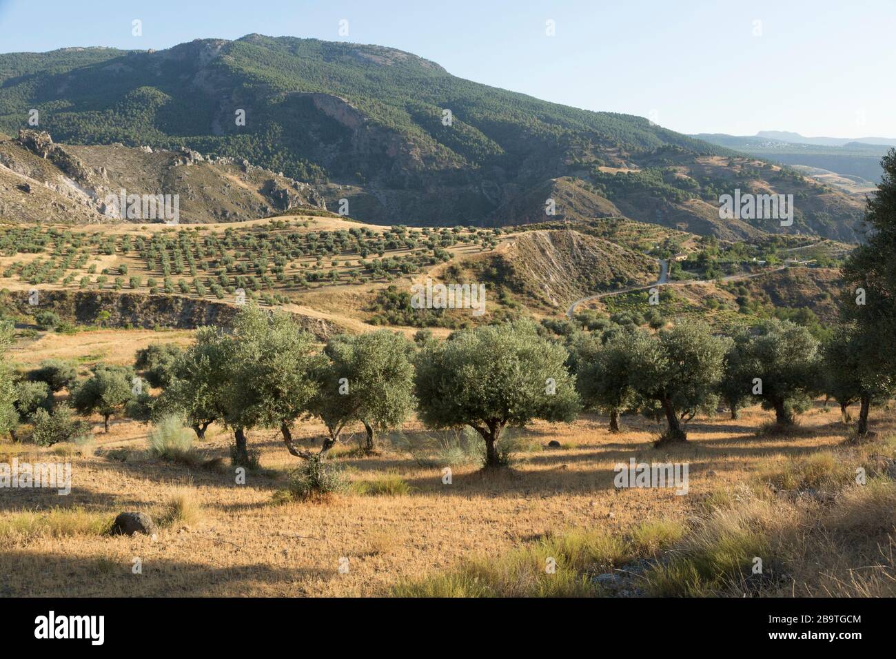 Spätsommerlandschaft mit Olivenbäumen in den Ausläufern der Sierra Nevada oberhalb von Monachil, Granada, Andalusien, Spanien Stockfoto