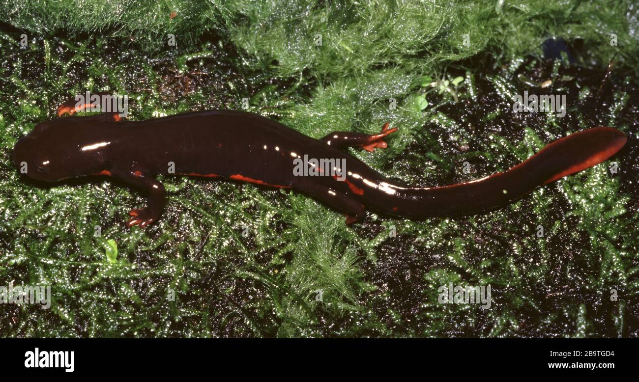 Cinese Paddletail newt, Paramesotriton labiatus Stockfoto