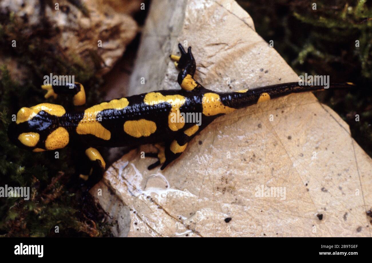 Italienischer Feuersalamander, Salamandra salamandra gigliolii Stockfoto