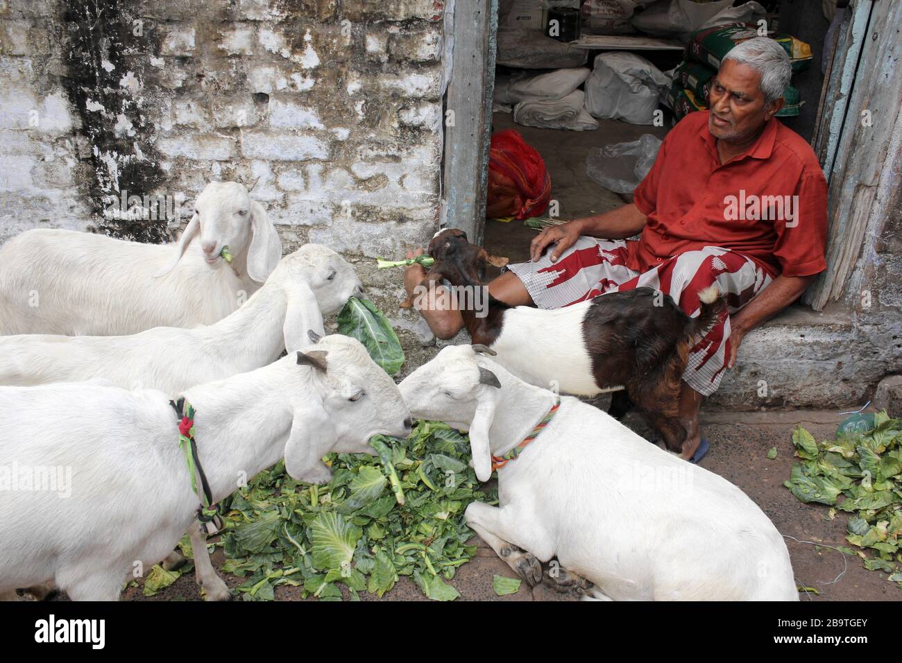 Der ältere Mann feed Ziegen in der Tür seines Wohnhauses in der Ahmedabad Altstadt, Gujarat, Indien Stockfoto