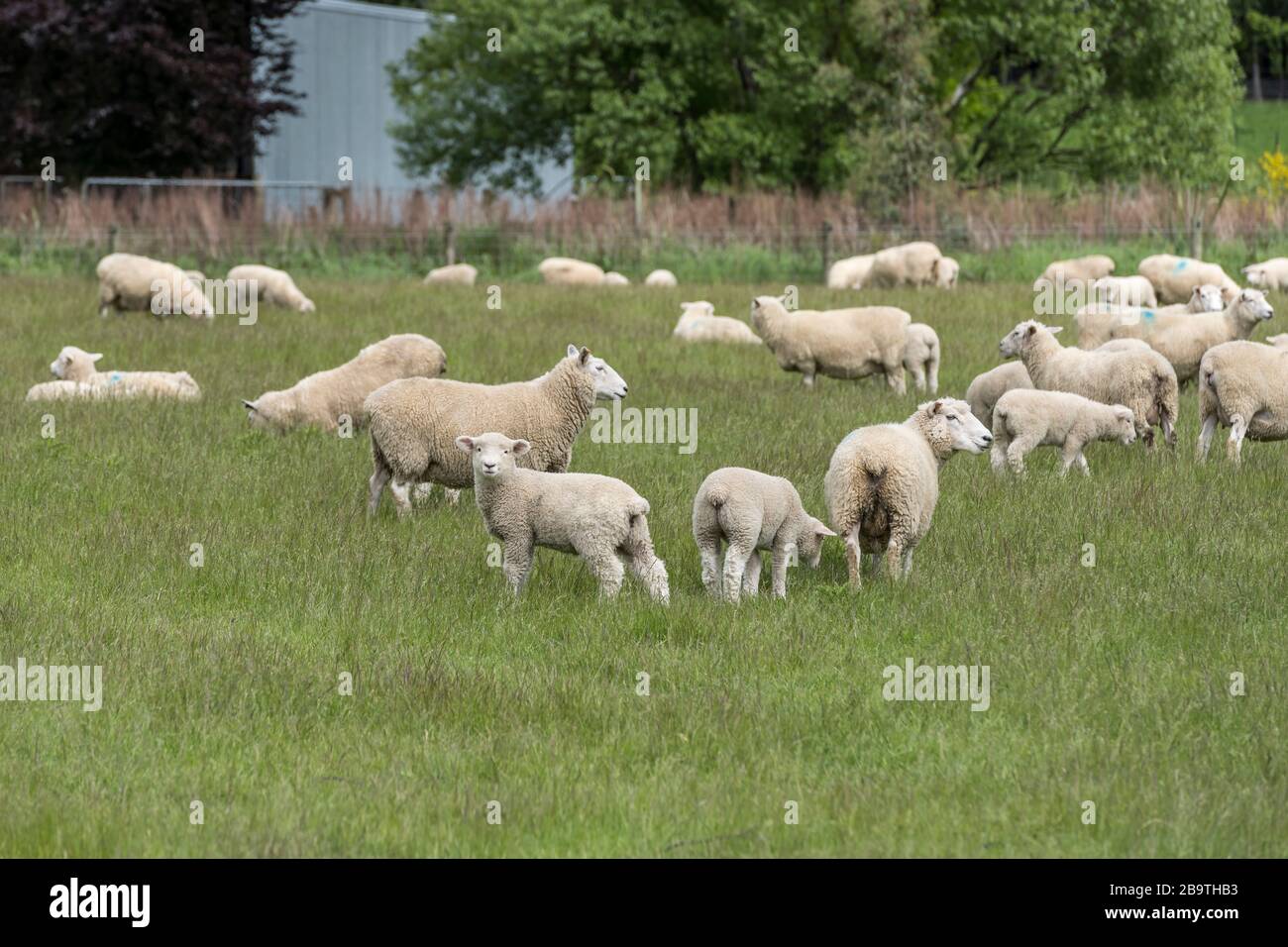 Lamm und Schafe strömen in grüner Landschaft, in heller Frühlingsleuchte in der Nähe von Eyre Creek, Southland, South Island, Neuseeland Stockfoto