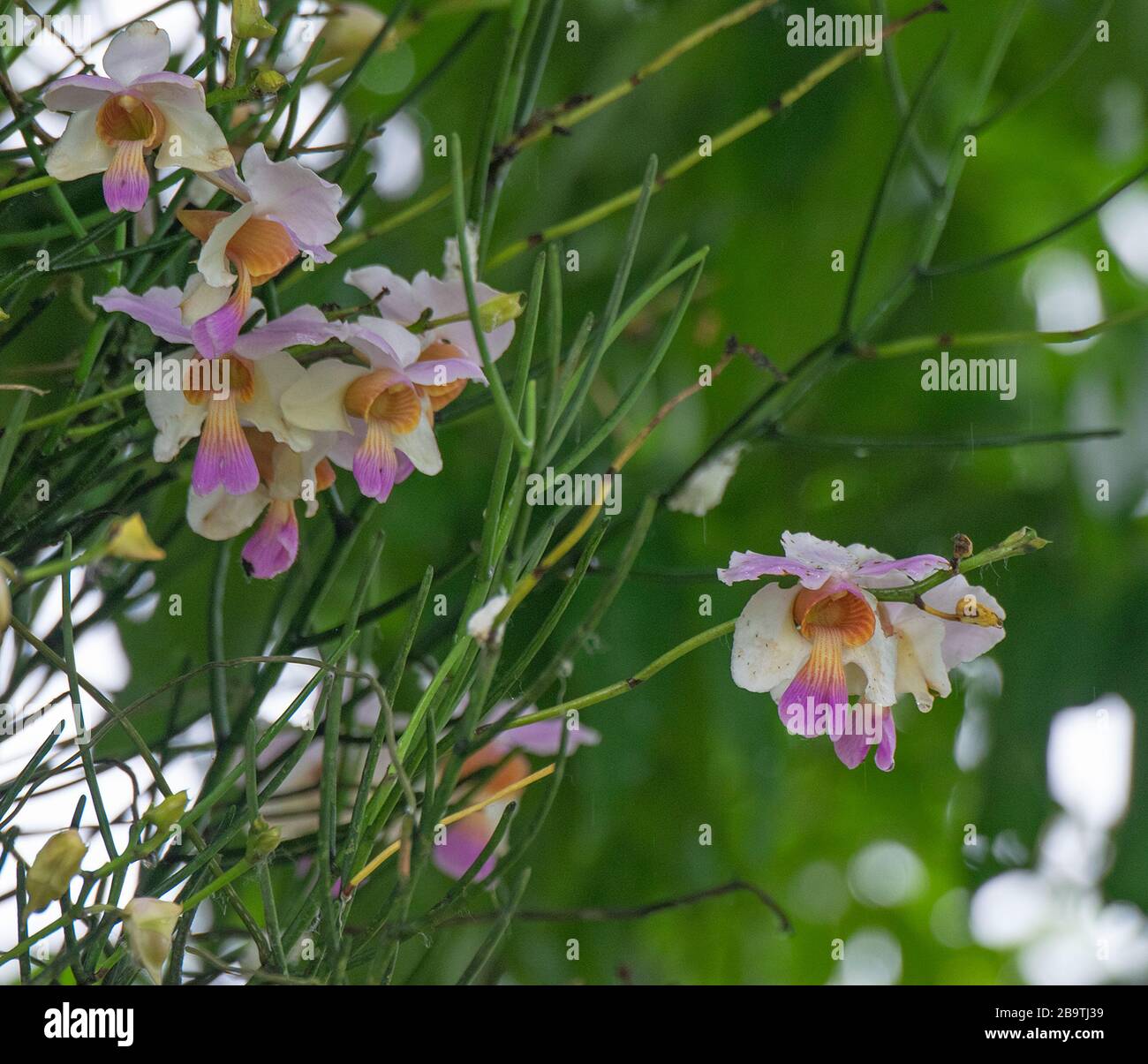 Hübsche Papilionanthe Teres im Kaziranga-Nationalpark, Assam, Indien Stockfoto