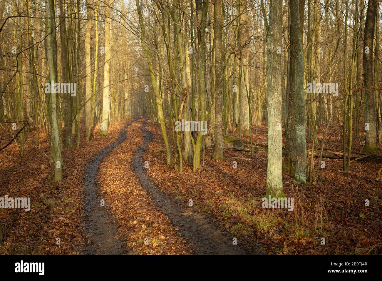 Spuren von Rädern im braunen Herbstwald, Blick auf einen sonnigen Tag Stockfoto