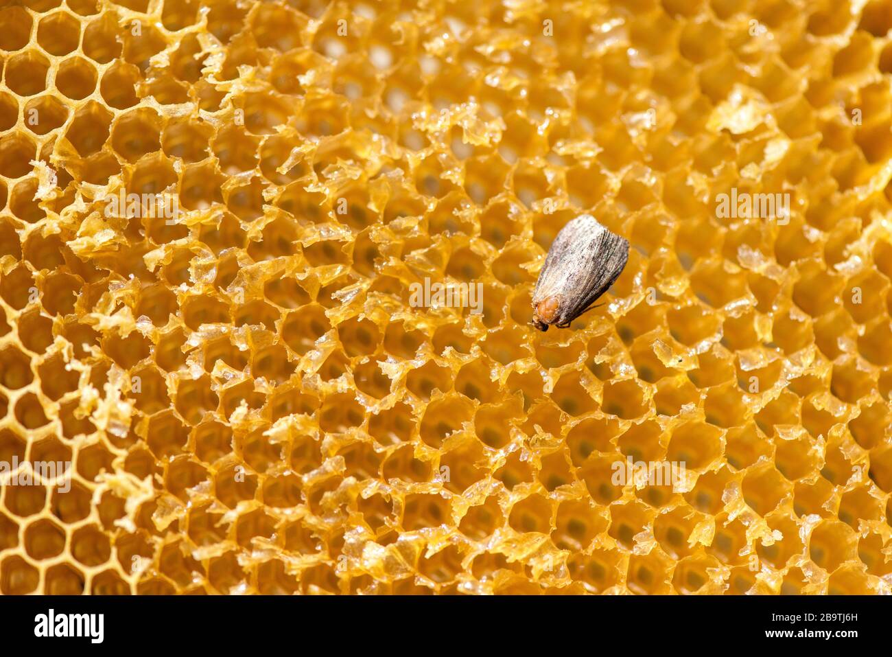 Galleria mellonella, Wachsmotte - Bienenparasit - EINE markante Motte in der Familie Pyraliae, auf einem Bienenrahmen, Draufsicht. Stockfoto