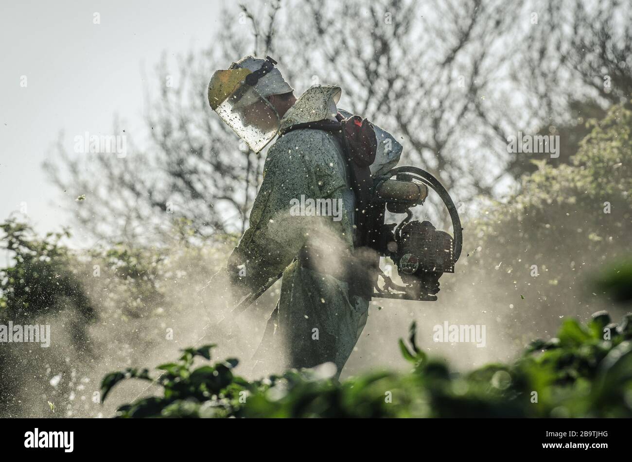 Mann, der Unterholz abstreift Stockfoto