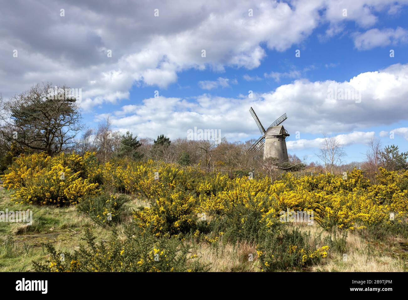 Blühende Gorsensträucher und historische Windmühle Bidston auf dem Bidston Hill, Wirral. Stockfoto