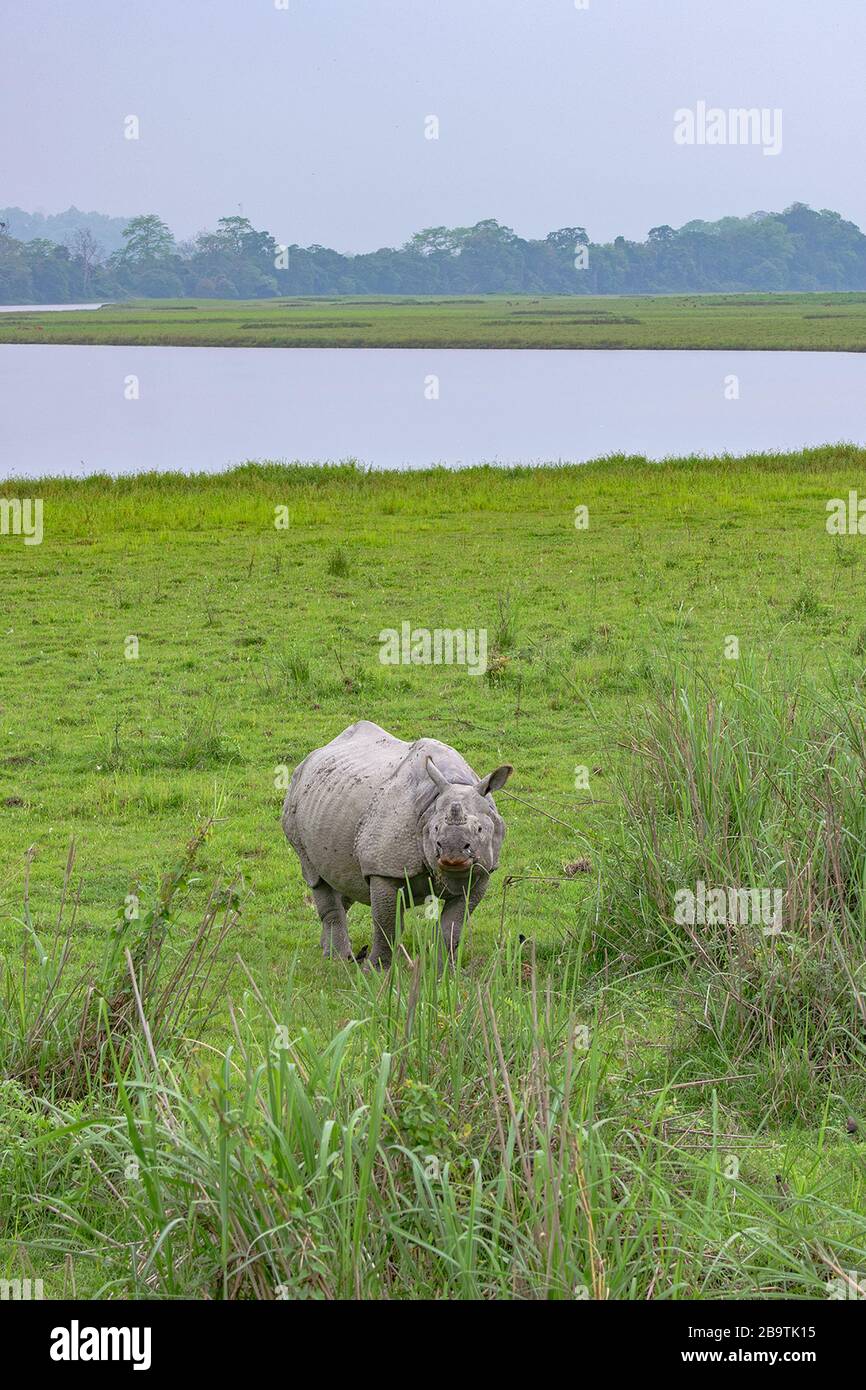 Der große Inder hornte Rhinoceros in üppigem Grünland Stockfoto