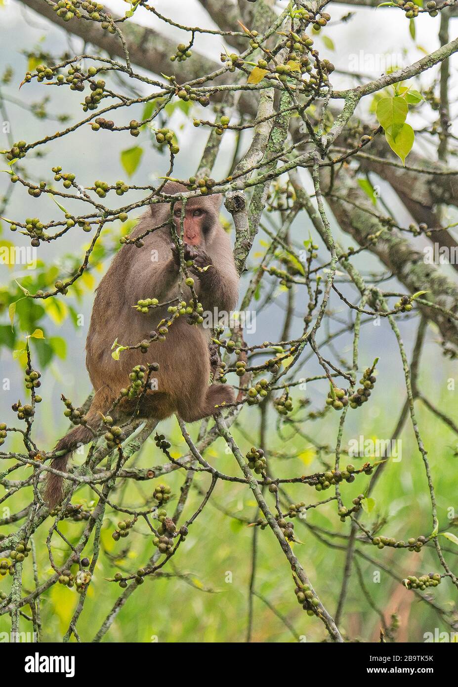 Rhesus-Macaque füttert Beeren im Kaziranga-Nationalpark, Assam, Indien Stockfoto