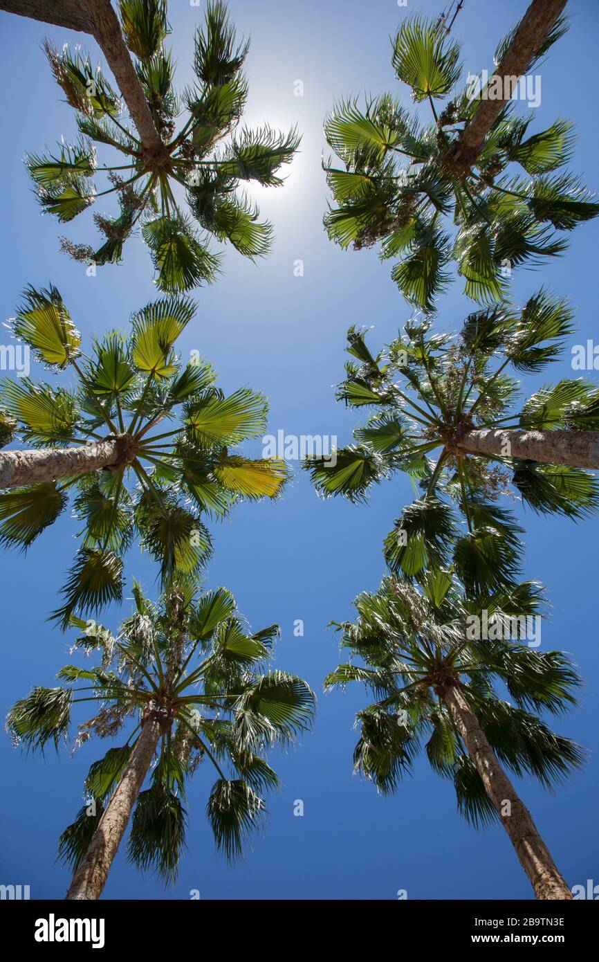 Blick auf sechs hohe Palmenspitzen, im Alcazar-Garten, Jerez de la Frontera, Andalusien, Spanien Stockfoto