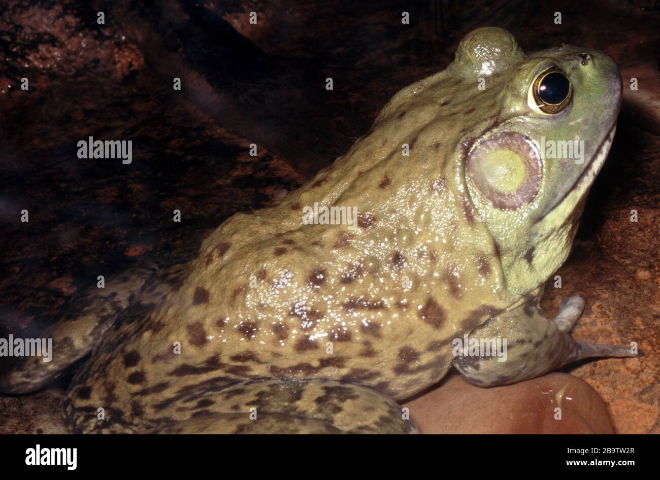 Amerikanischer Bullfrosch, Lithobates catesbeianus Stockfoto