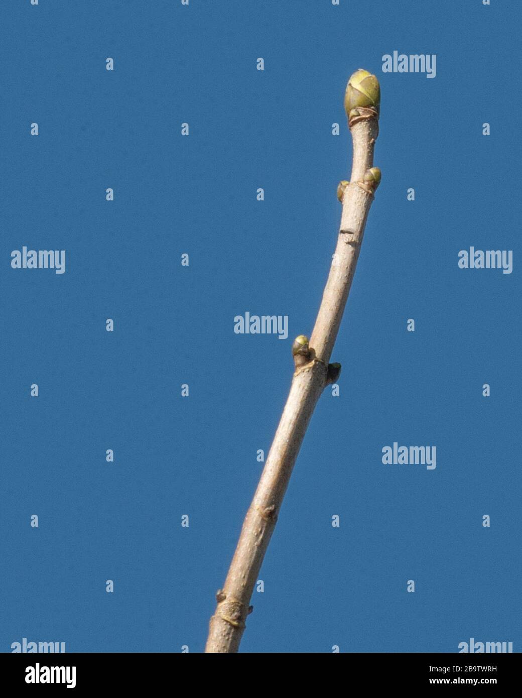Äschen-Baumknospe im Frühling Stockfoto