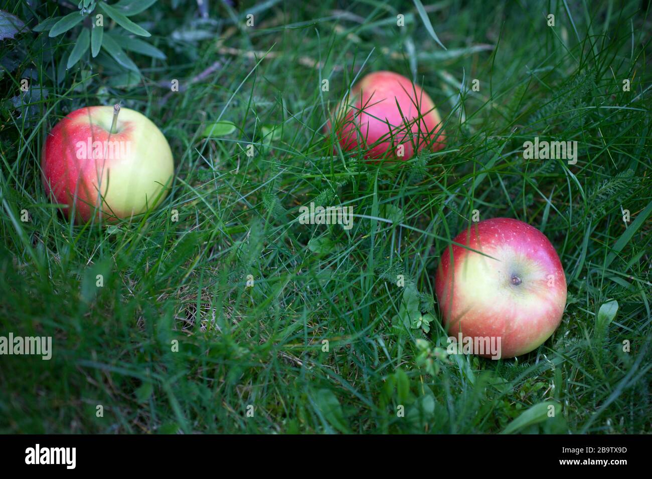 Rote Äpfel von einem Baum gefallen Stockfoto