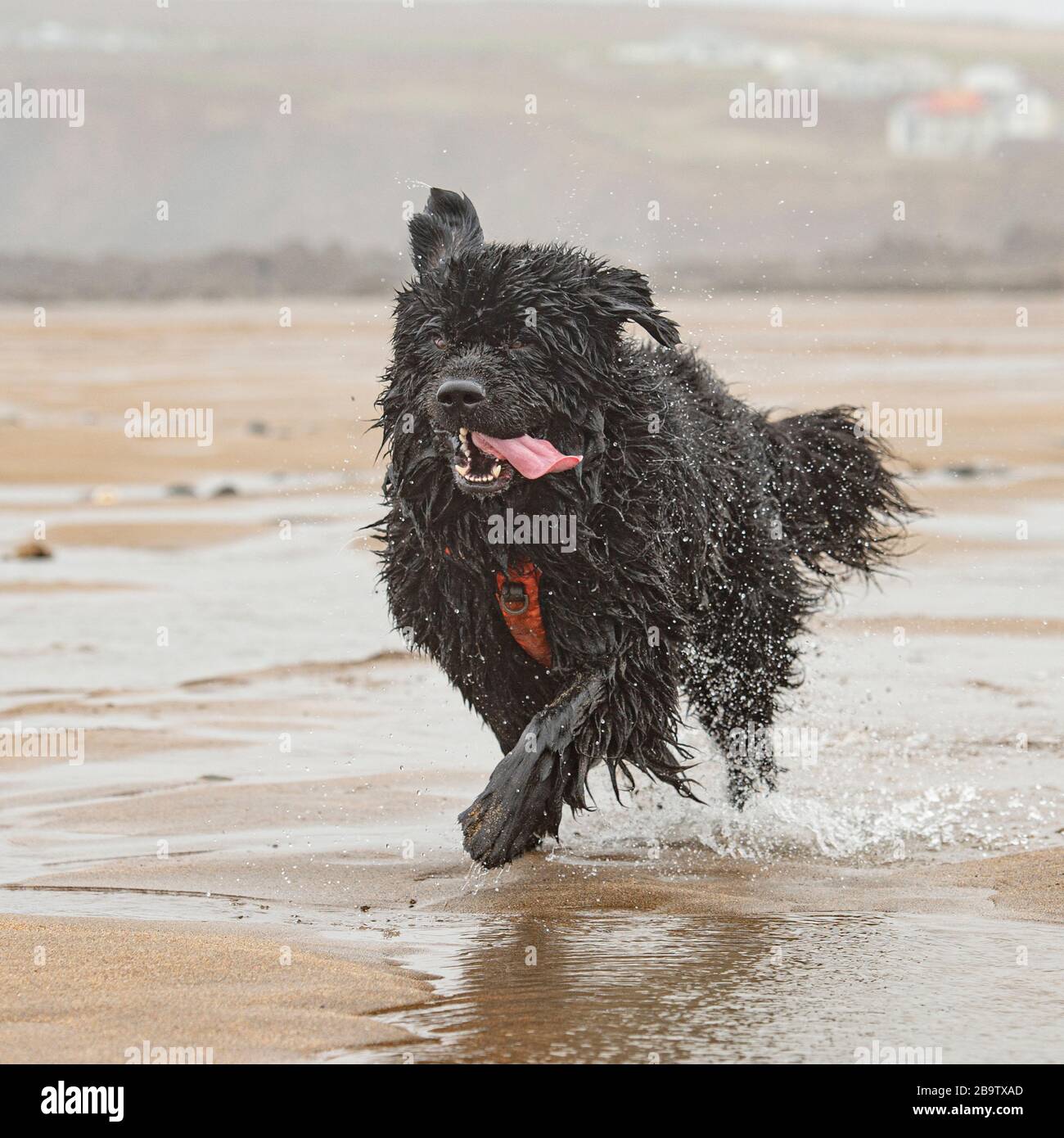 Neufundländer Stockfoto