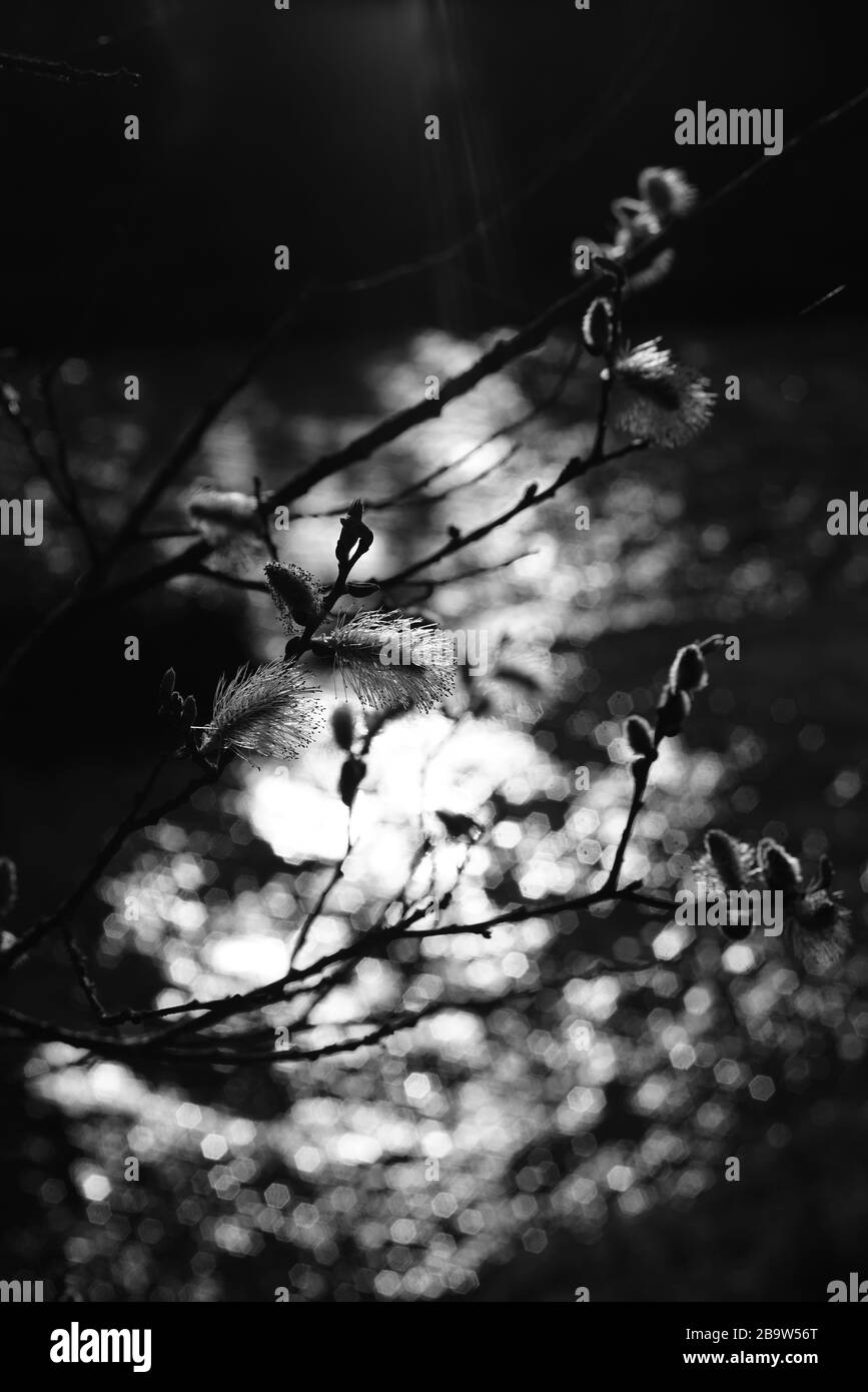 Blühende Weidenbäume während der Frühjahrssaison Stockfoto