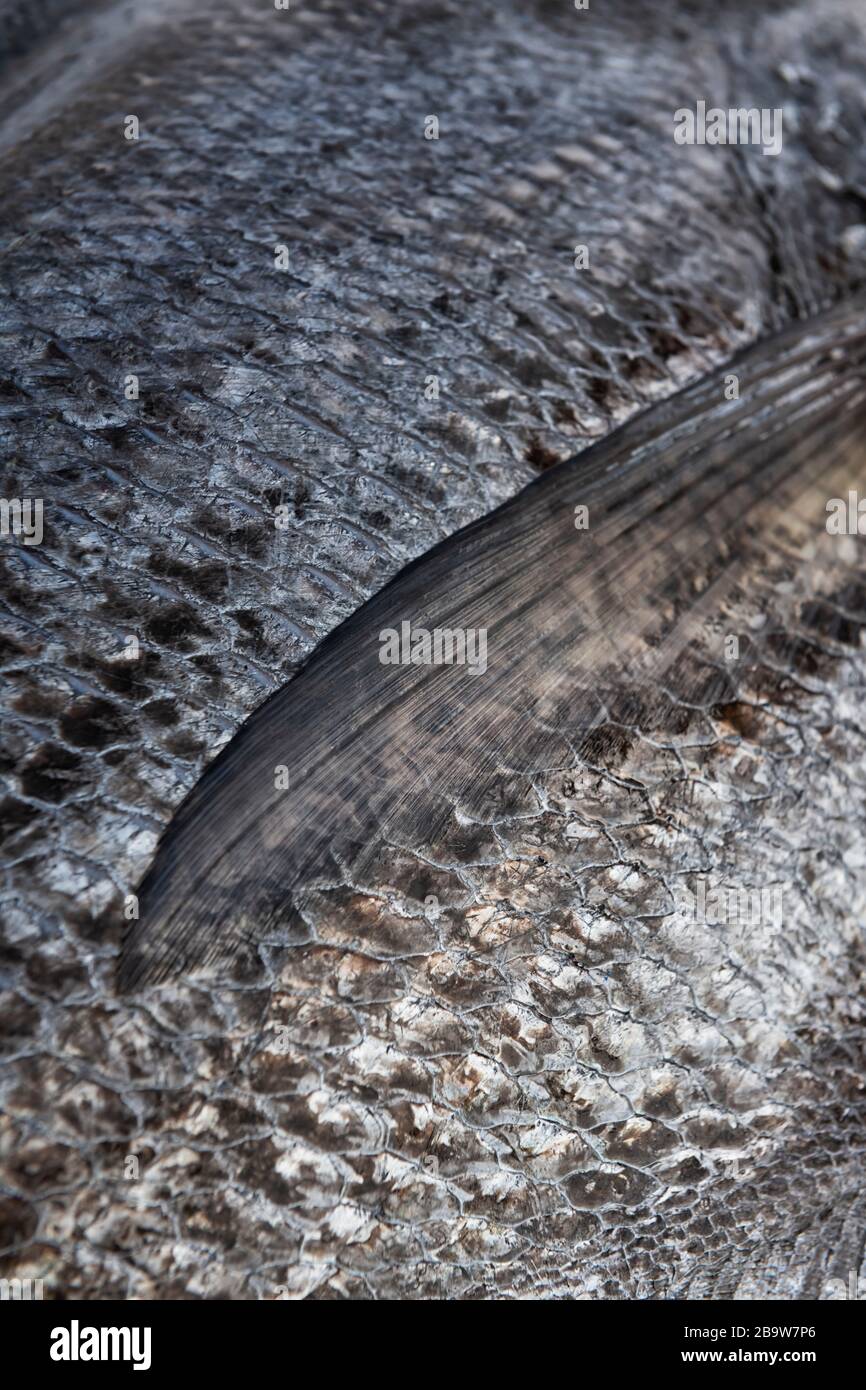 Nahaufnahme frischer gefangener Meeresbarschfische. Fischschuppen abstrakt. Stockfoto