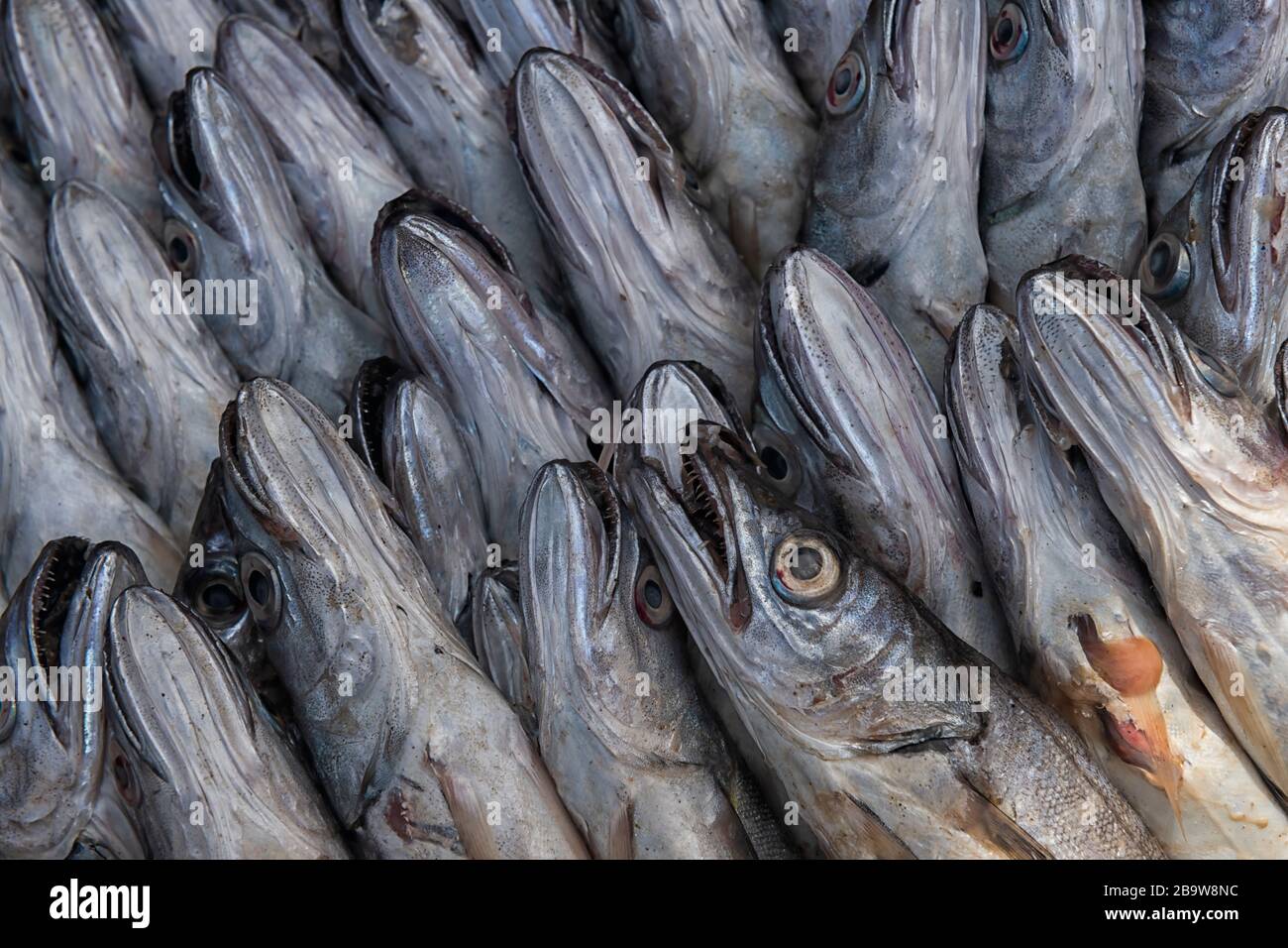 Merling oder Whiting Fisch auf dem Fischmarkt von Essaouira, Marokko. Stockfoto