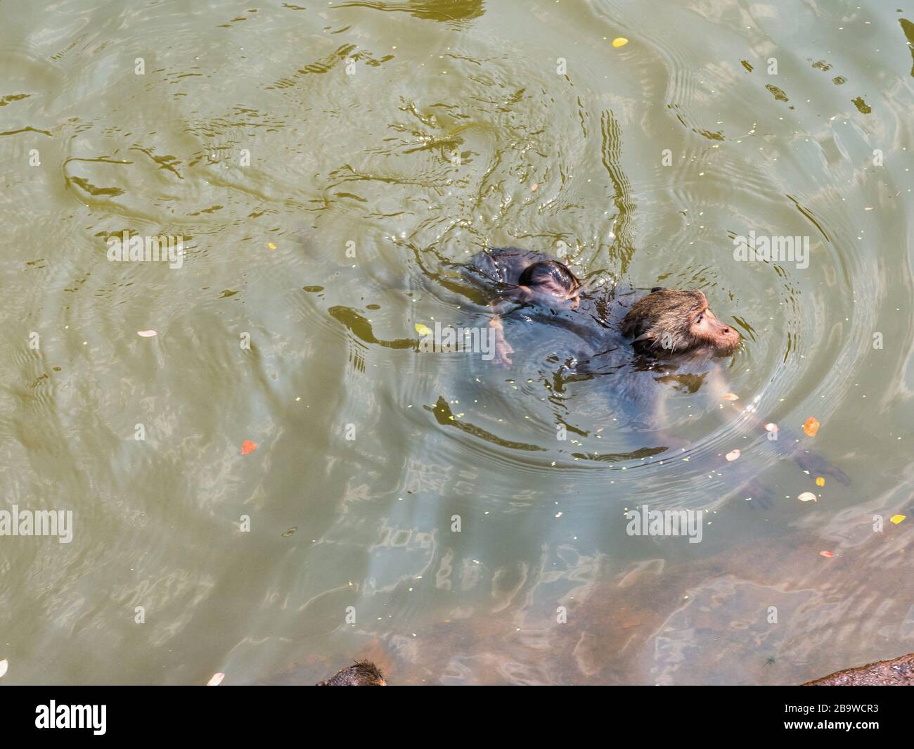 Indische Makaque (Macaca leonina). Eine Gruppe Makaken und ihre Jungen spielen im Wasser im Gebiet des Tempels Angor Wat in Kambodscha. Stockfoto