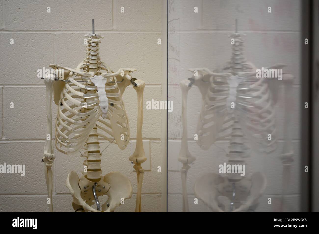 Ein medizinisches Skelett spiegelt sich in einem weißen Brett in einem Klassenzimmer des praktischen Krankenpflegeprogramms der Delaware County Technical School in Broomall, PA, auf wider Stockfoto