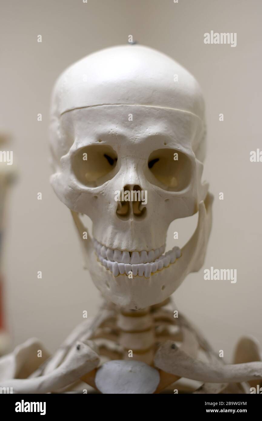 Medizinisches Skelett, das am 28. Januar 2020 im praktischen Krankenpflegeprogramm der Delaware County Technical School in Broomall, PA, in einem Klassenzimmer verwendet wird. Stockfoto