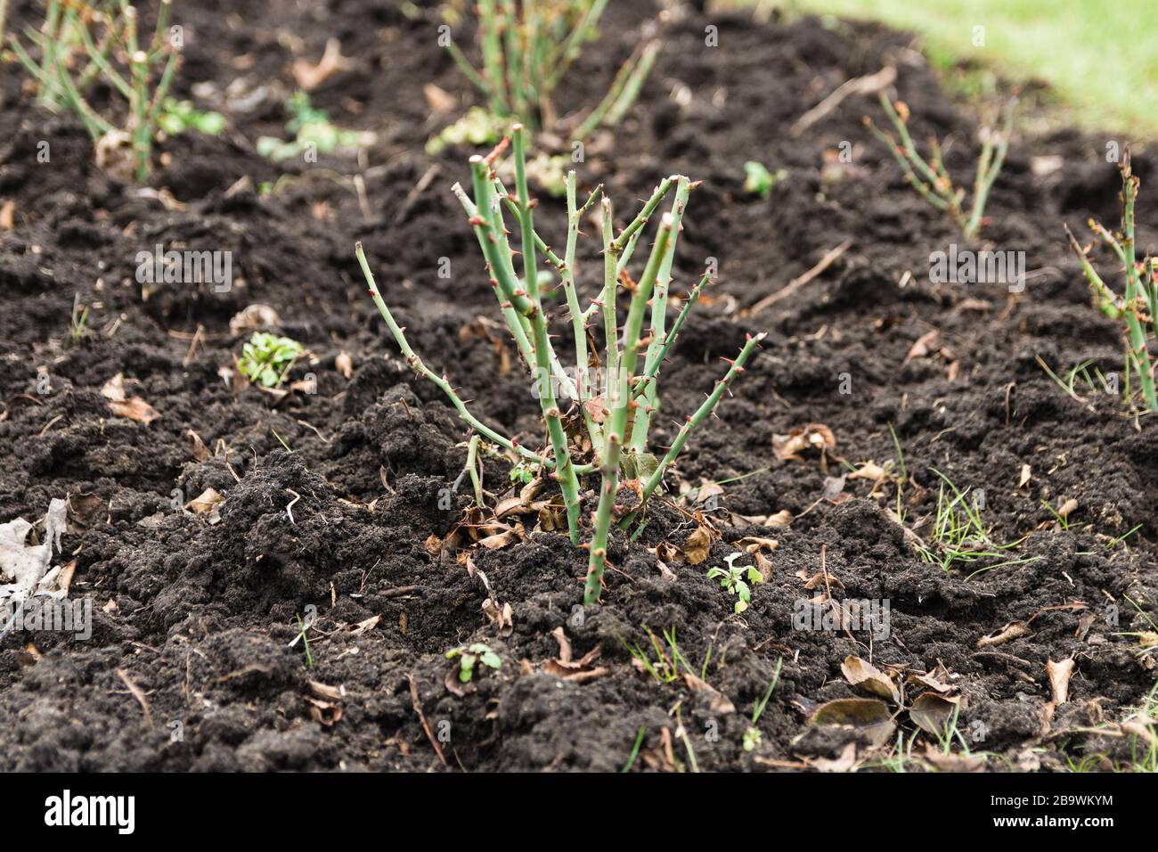 Rosarium. Nahaufnahme des Rosengüschens im Frühjahr Stockfoto