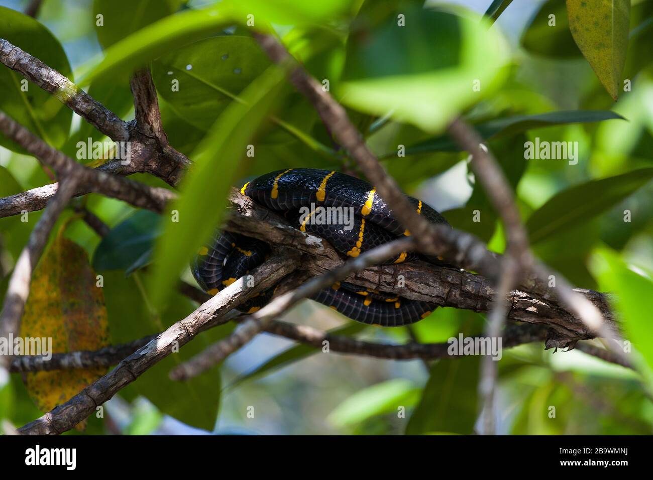 Boiga-dendrophila-Schlange in Mangroven, Malaysia Stockfoto